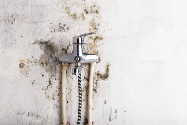 Best Black Mold Removal  in Contra Costa Centre, CA