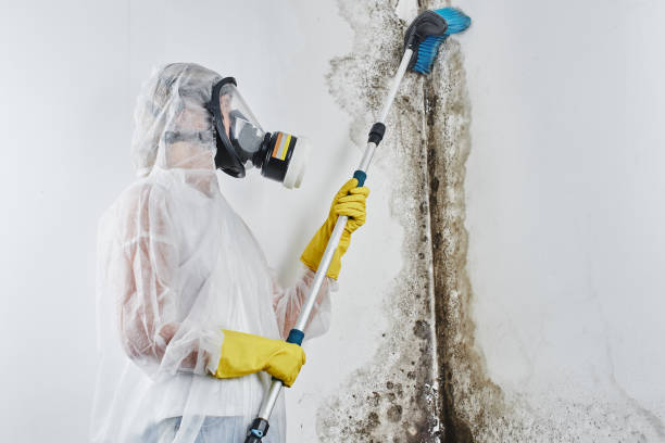 Best Certified Mold Removal  in Contra Costa Centre, CA