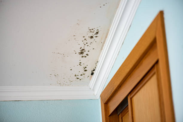 Best Black Mold Removal  in Contra Costa Centre, CA
