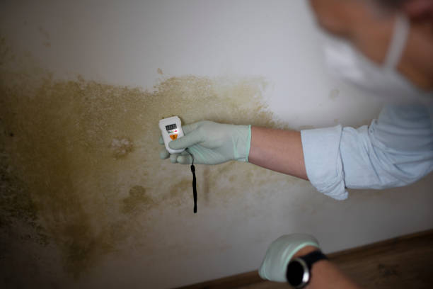 Best Local Mold Removal Service  in Contra Costa Centre, CA
