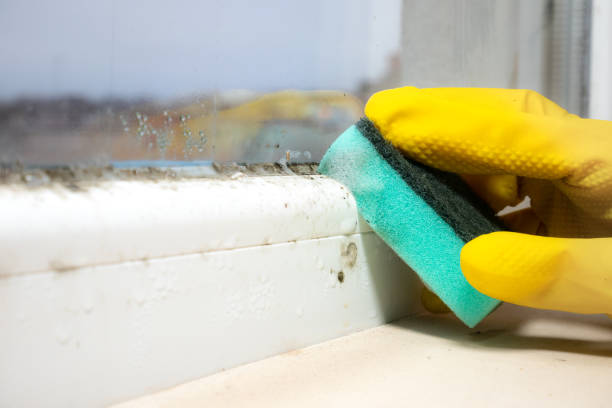 Best Professional Mold Removal  in Contra Costa Centre, CA