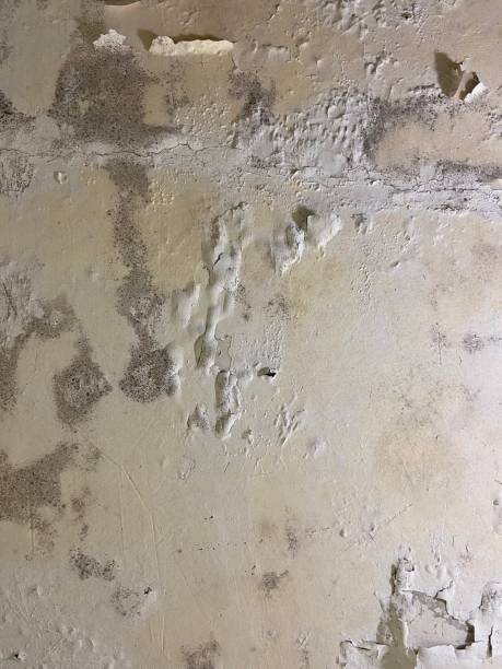 Best Emergency Mold Removal  in Contra Costa Centre, CA