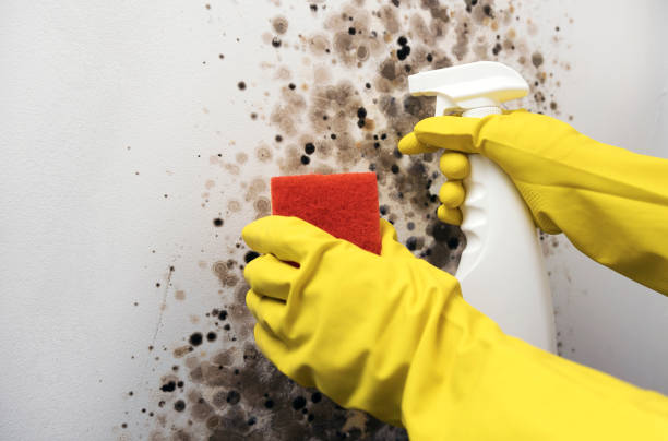 Contra Costa Centre, CA Mold Removal Company