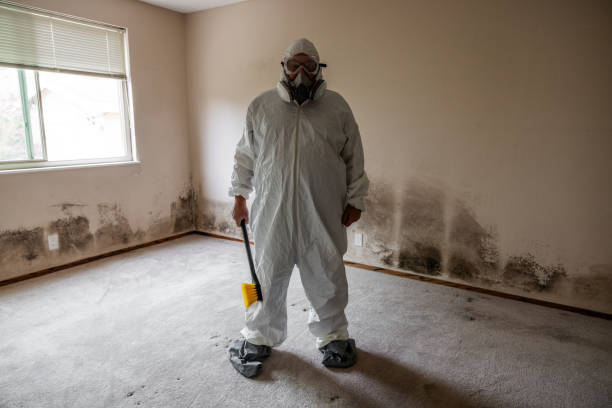 Best Affordable Mold Removal  in Contra Costa Centre, CA