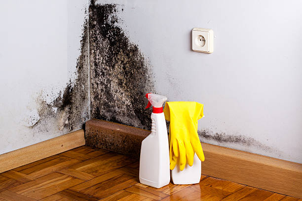 Best Mold Cleaning Services  in Contra Costa Centre, CA