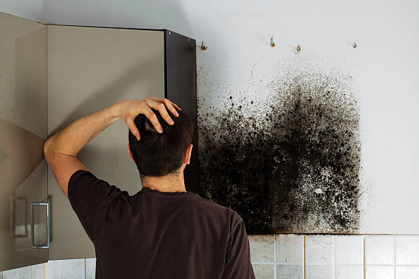 Trusted Contra Costa Centre, CA Mold Removal Experts