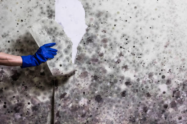 Attic Mold Removal in Contra Costa Centre, CA